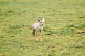 Ndutu Golden Jackal00_1